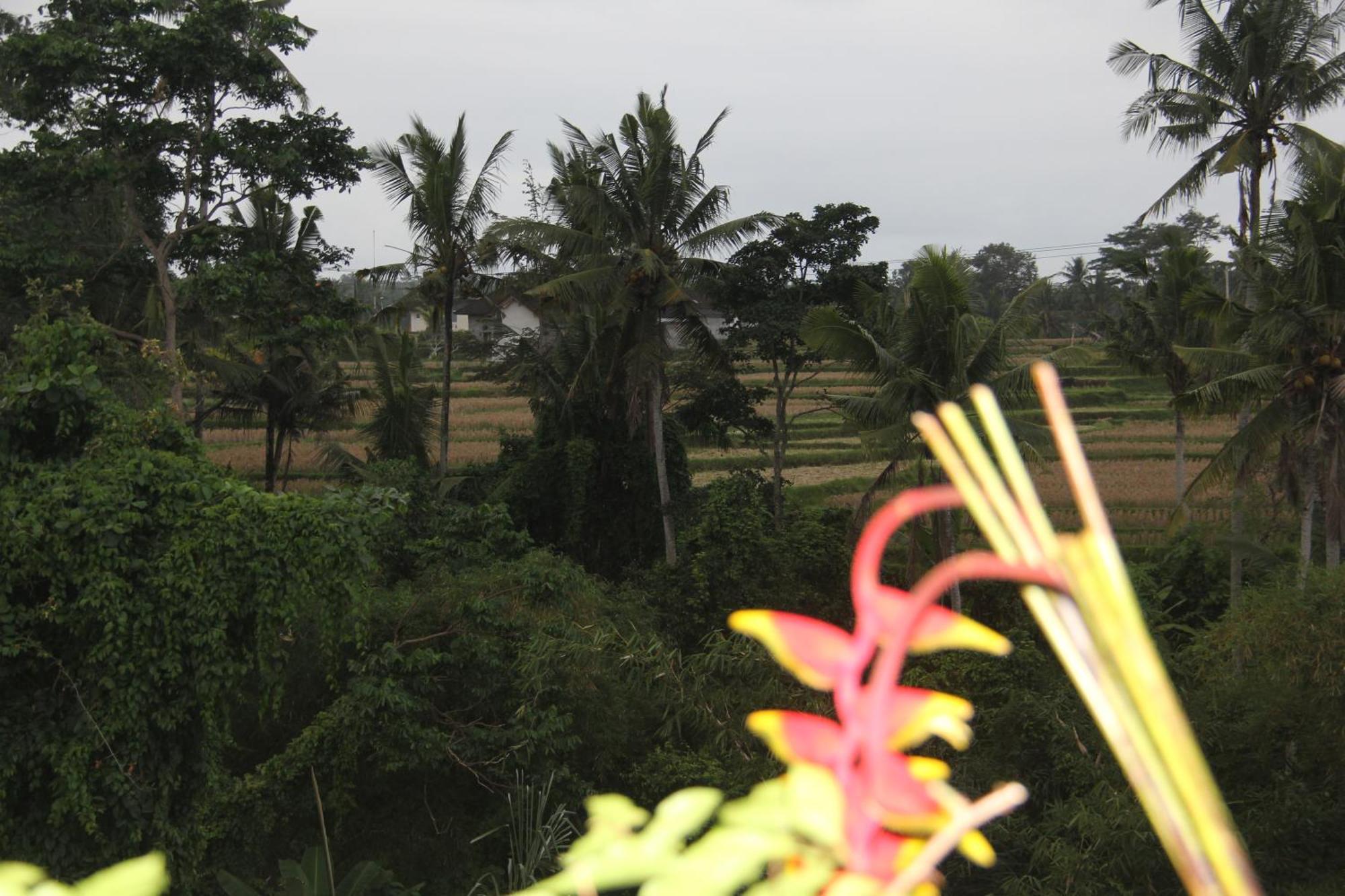 Ogek Home Stay Ubud Zewnętrze zdjęcie